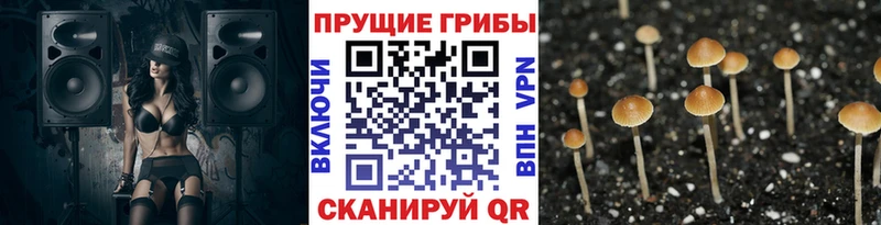 где продают   дарк нет формула  Галлюциногенные грибы GOLDEN TEACHER  Туран 